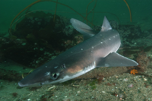 Baby+dogfish+shark