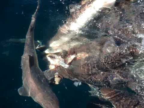 dogfish shark skeleton. dogfish shark skeleton. Dogfish feeding (Read more)