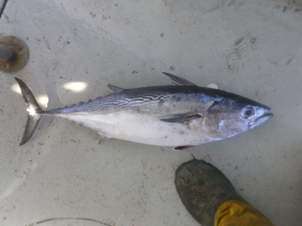 Not a shark, but still a cool fish.  These false albacore, also known as little tunny, were running in the area.  These small tuna are probably a staple of the diet of Cape Hatteras' larger sharks.