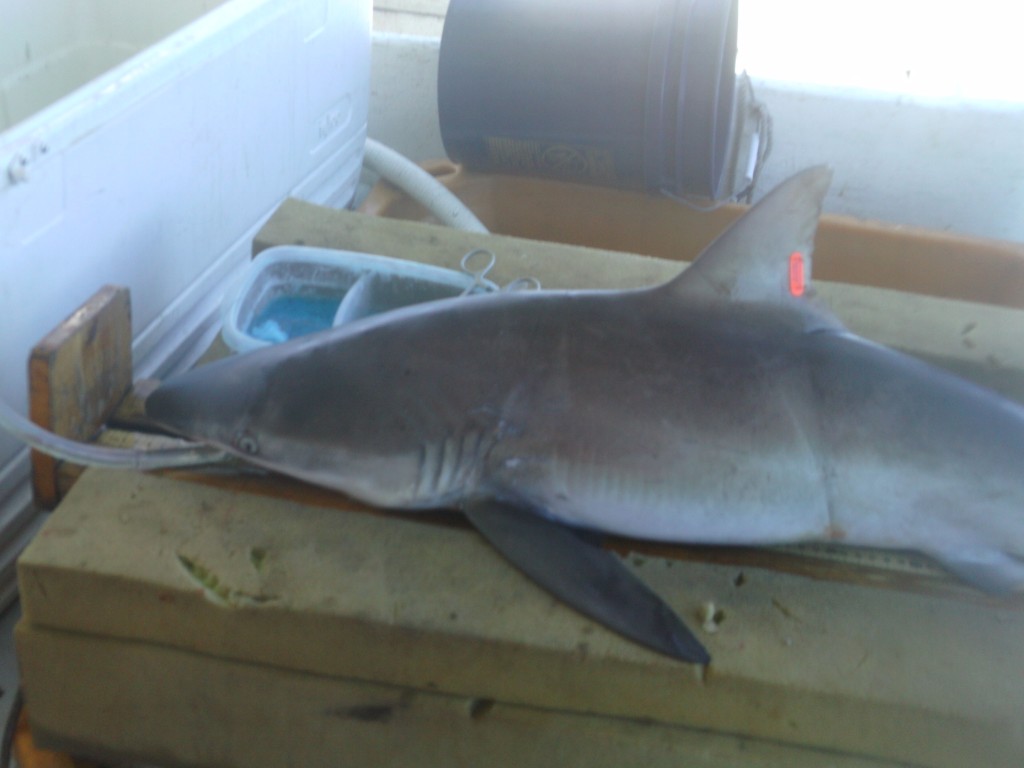 Dusky sharks are a species of concern for NOAA, since their slow growth and late maturity is causing them to recover from overfishing at a snail's pace.  On the flipside of that extreme life history, they're born enormous.  This nearly 4-foot female is not far off from size at birth for this species.