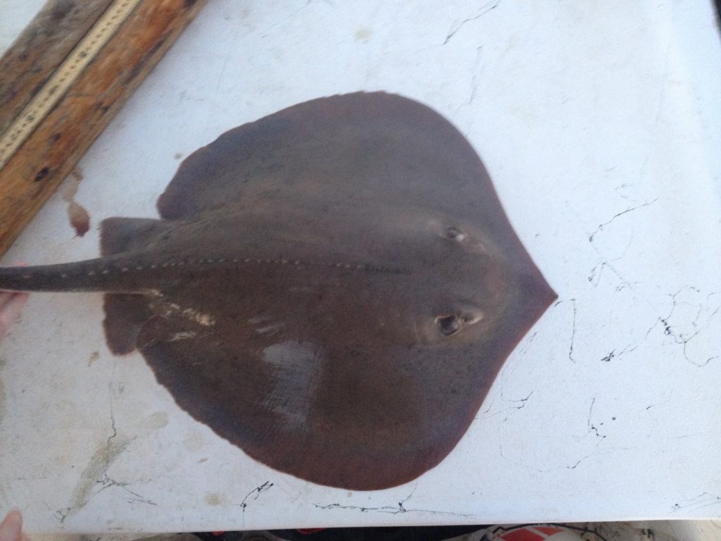 Atlantic stingrays are a common sight in the estuarine waters of North Carolina.  Just because you're inside the estuary doesn't mean you shouldn't do the stingray shuffle.