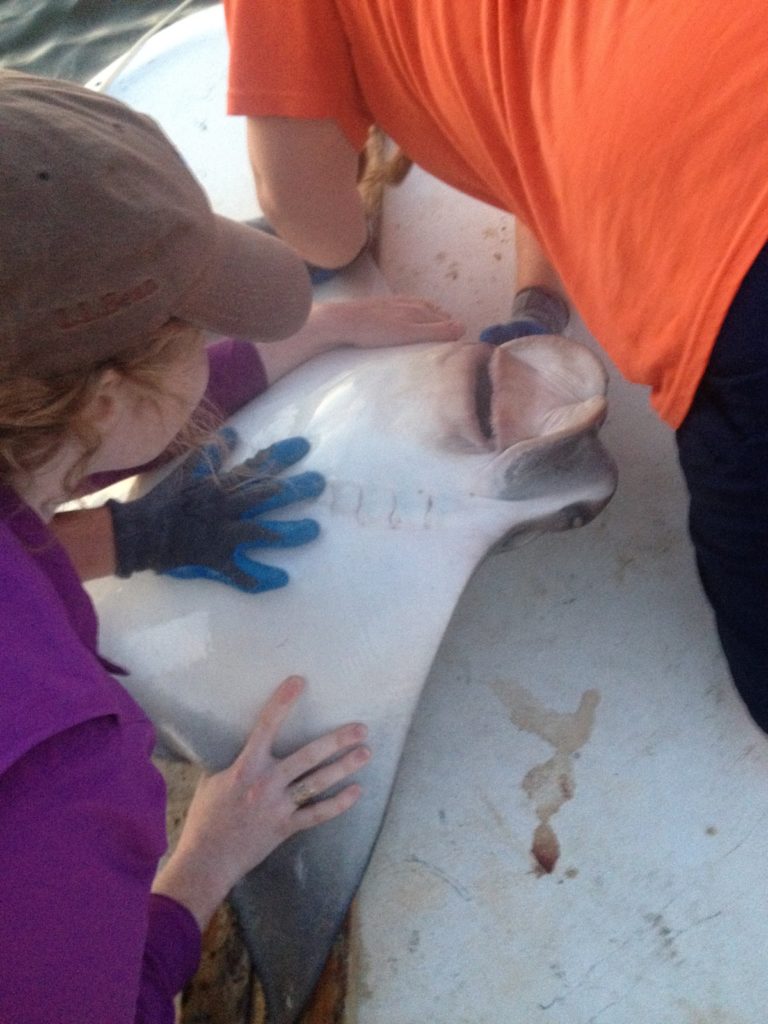 The cownose rays we encountered were some of the largest I've seen.  It took two people to hold this one down and her wingspan was almost wider than the juvenile shark-sized fish board.
